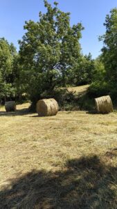 Azienda agricola Magliani Michele - Campi