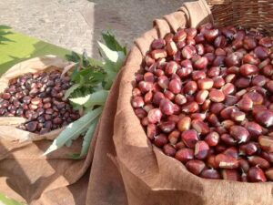 Azienda Agricola Varo - Castagne