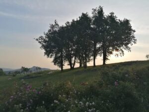 Azienda Agricola Varo