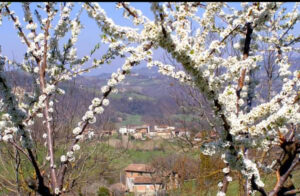 Agricamp Primosole | Fioritura primaverile