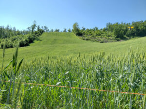 La Volpe Rossa - Campo