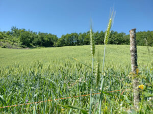 La Volpe Rossa - Campo