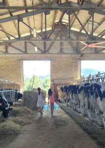 Società agricola Pianezzo - Mucche