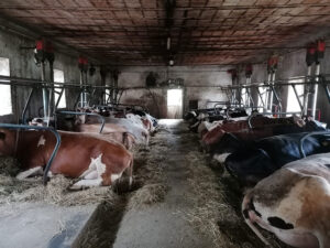 Azienda Agricola Zanni - Mucche