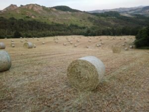 Azienda agricola Cilloni