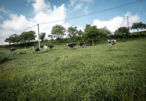 Azienda agricola Cilloni