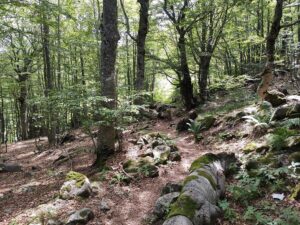Azienda agricola Magliani Michele - Terapia forestale
