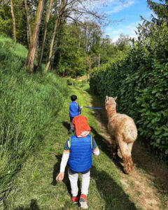 Società agricola Pianezzo - Passeggiata con alpaca